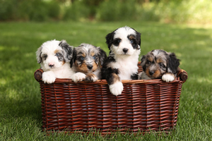 F1 Mini Aussiedoodles